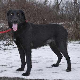 Korina hledá domov - 5