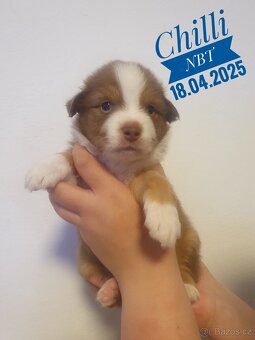 Australský ovčák- PP - 18.04.2024 - 5