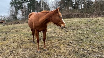 APH-American Paint horse - 5
