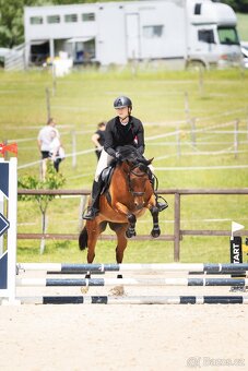 Dvouletý valach český sportovní pony - 5