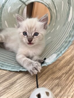 Ragdoll koťátka bez PP - 5