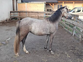Prodej tříleté klisny Welsh pony, sekce B - 5