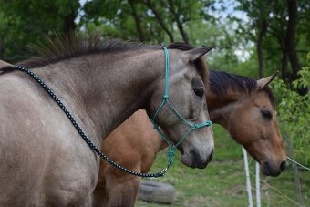 Valach paint horse 8 let - 5