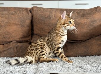 Bengálský kocourek / kotě s PP - 5