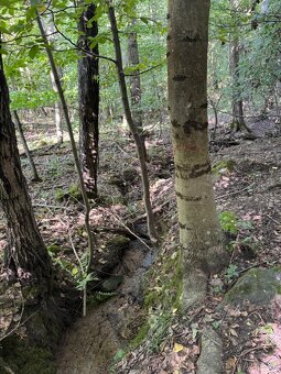 Prodej lesního pozemku v k.ú. Boháňka - 5