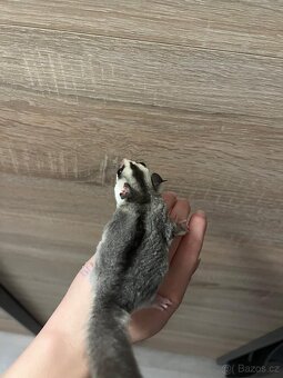 Vakoveverka létavà - 5