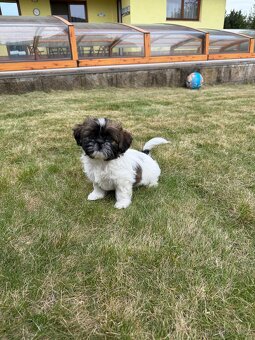 Fenka Shih-Tzu bez PP - 5