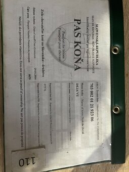 Prodám klisnu jako společníka - 5