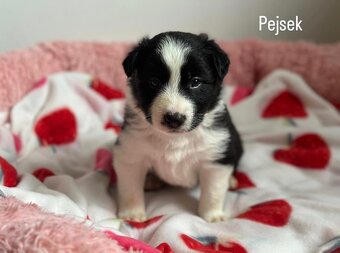 Štěňátka BORDER KOLIE bez PP - 5