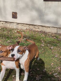 Americký stafordšírský teriér s PP - 5