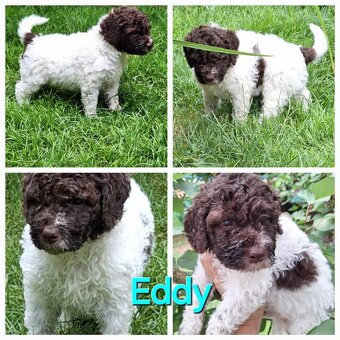 Lagotto romagnolo - pejsci - 5