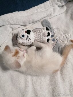 Daruji kocourka 🐱 - 5