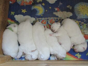 Samojed - štěňata s PP - 5