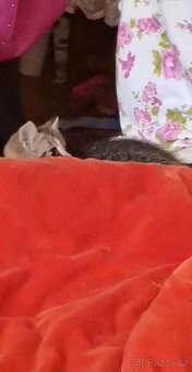 britska koťatka gold ,kočička - 5