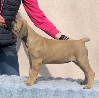 Boerboel štěňata na prodej (FCI) - 5