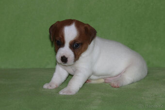 štěňata Jack Russell teriéra s PP - 5