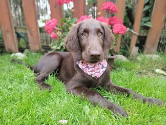 Flat coated retriever - šteniatko s PP - 5