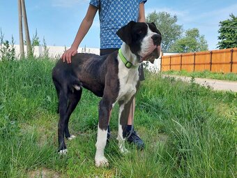 DENNY K ADOPCI - německá doga, přátelský mazel, miluje děti - 5
