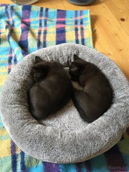 Vyhozená maminka - 5