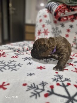 Německý boxer Žíhaný - 5