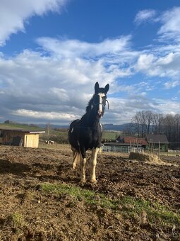 6 letá Barock Pinto - 5