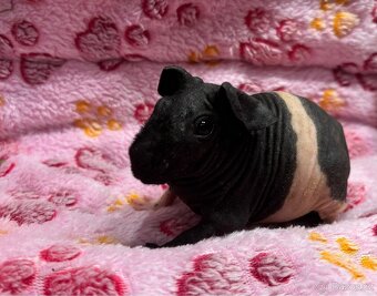 Skinny morče, sameček s PP - 5