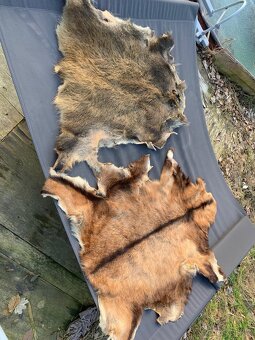 Jeleni a prasečí kůže - 5