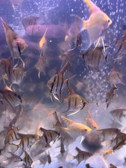 Prodej akvarijních rybiček - 5