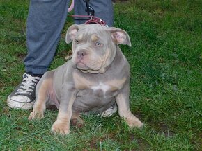 Štěňata American Bully Pocket Exotic -Top linie - 5