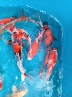 Koi kapr originál - 5