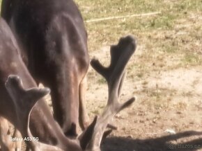 Farma Dubenec prodá daňčí jelení a mufloní zvěř - 5