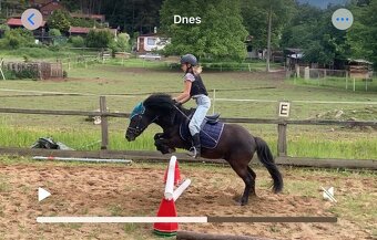 Pony valach 4r - miláček dětí - 5