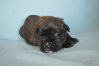 Německý boxer - 5