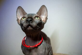 Kanadský Sphynx - 5