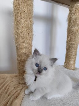 Ragdoll bez PP - 5