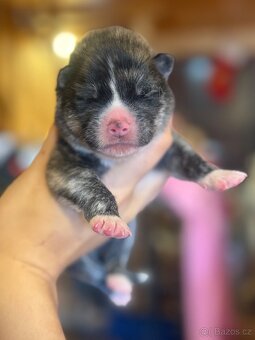 Akita Inu s průkazem původu (PP) - FCI & AKIHO - 5