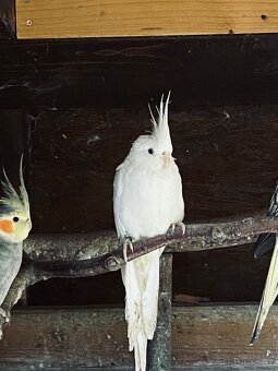 Korela chocholatá - 5