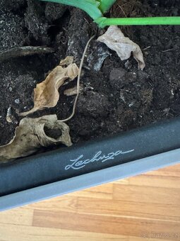 Samozavlažovací květináč Lechuza s velkou Monstera deliciosa - 5