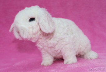 Zakrslý modrooký rex beránek sameček - 5