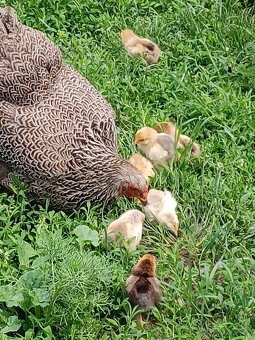 Brahmanka velká - 5