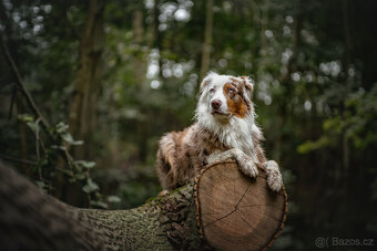 Meopta Meostigmat 65/1,7 Sony E  a další - 5