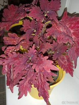 Okrasné kopřivy, coleusy - 5