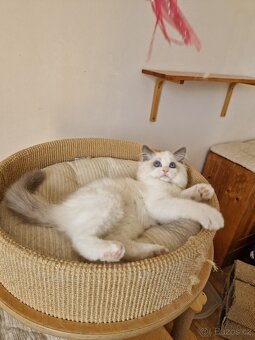 Ragdoll s PP - 5