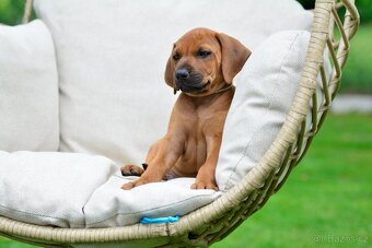 Štěňátko rhodéského ridgebacka - nestandardní chlapec s PP - 5