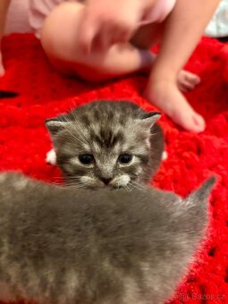 Britská koťátka - 5