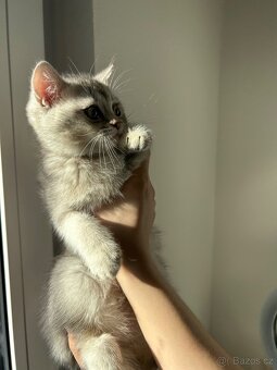 Skotská koťata - 5