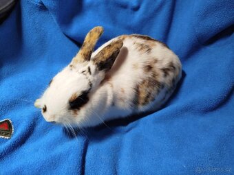 Nabízím zakrslé králíčky- hladké stáří 7 měsíců - 5