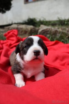 Welsh corgi cardigan s PP - 5