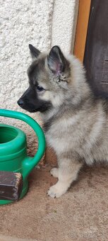 Vlčí špic / keeehond s PP - FENKA - 5