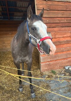 Kobyla Paint horse - 5